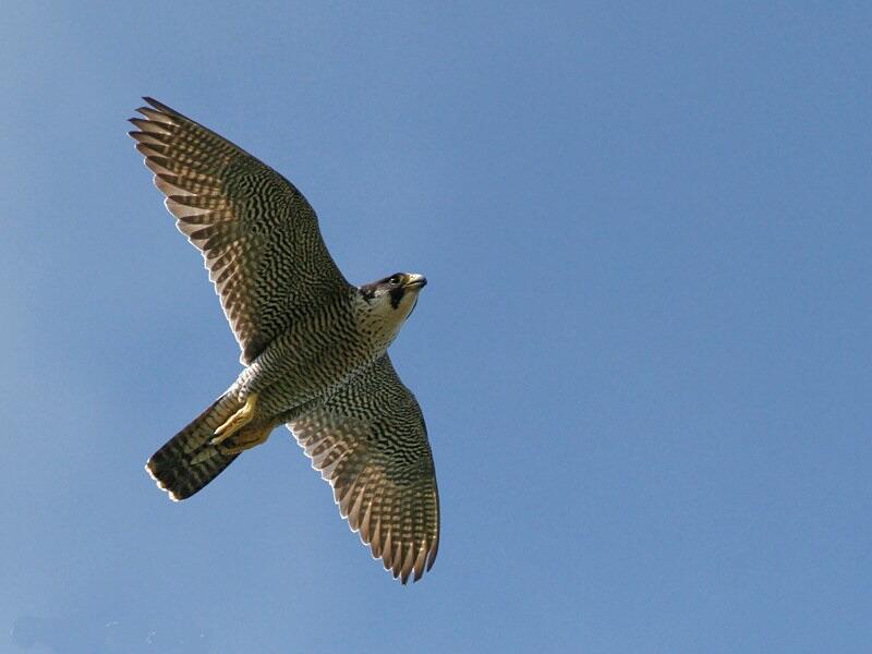 Faucon pélerin Faucon pélerin