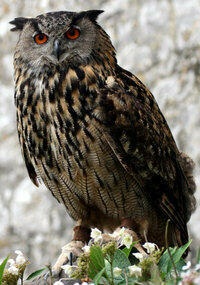 Hiboux grand duc Hiboux grand duc